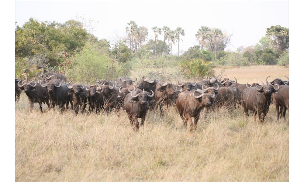 BFS  cape buffalo herd