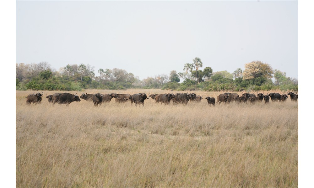 BFS  cape buffalo herd 2