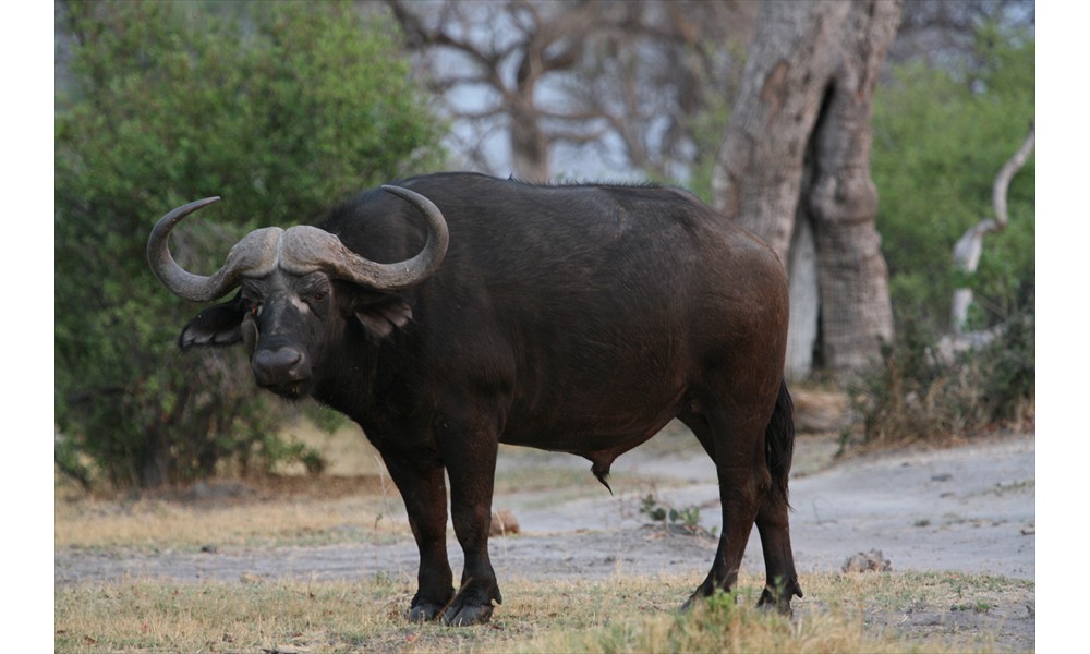 BFS solitary bull cape buffalo