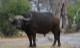 BFS solitary bull cape buffalo