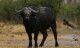 bull cape buffalo