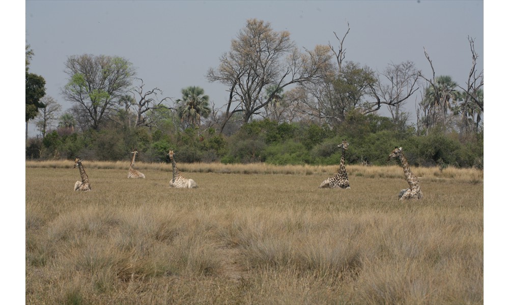 BFS  resting giraffes