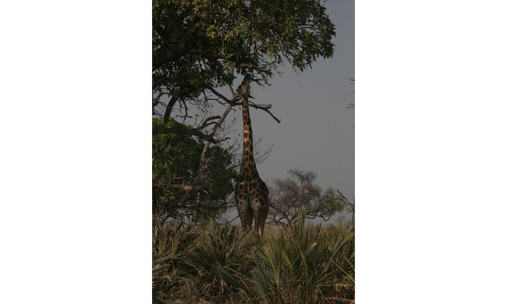 BFS feeding giraffes