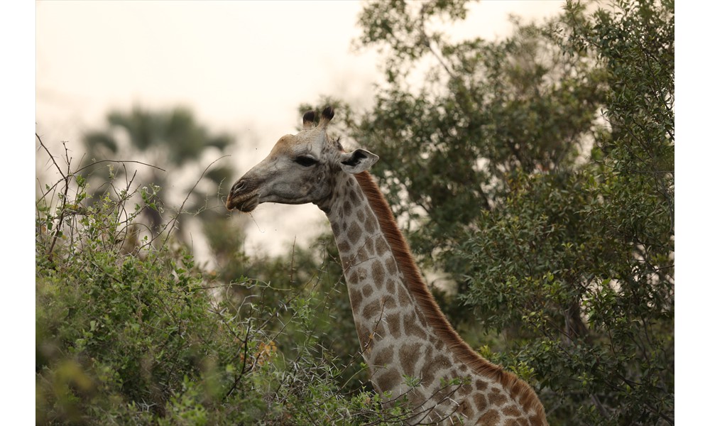 female giraffe