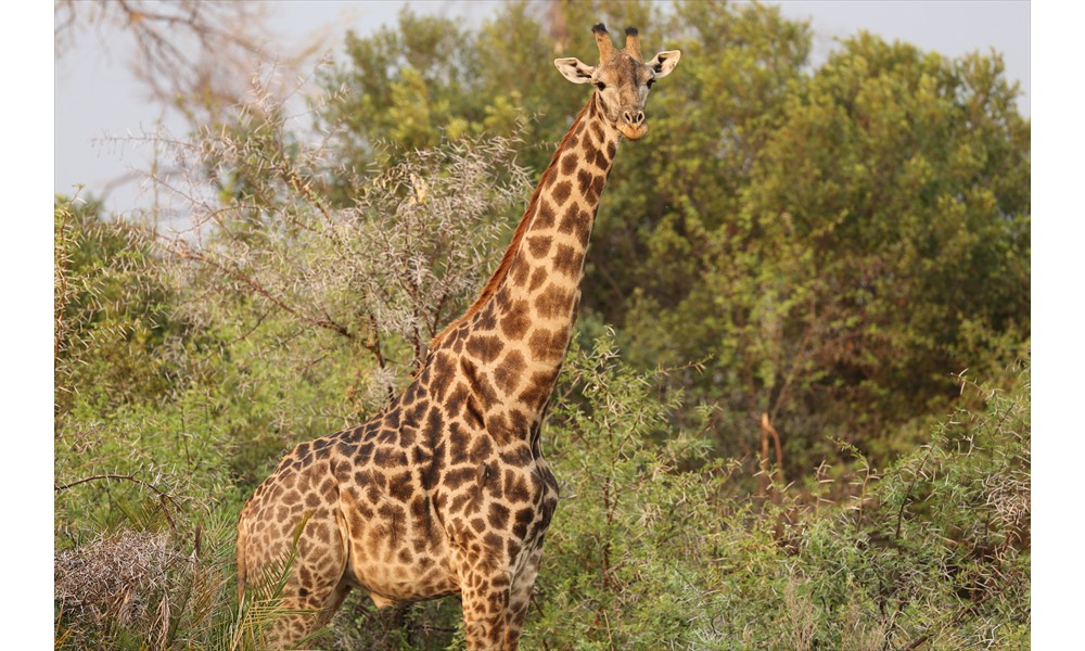 female giraffe 2