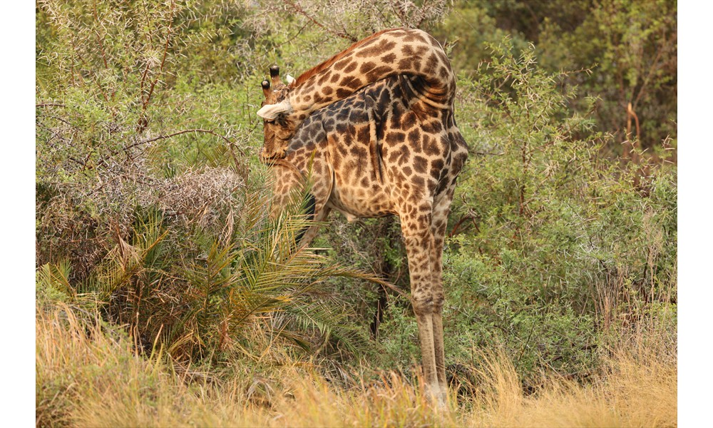 giraffe with an itch