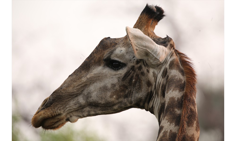 male giraffe