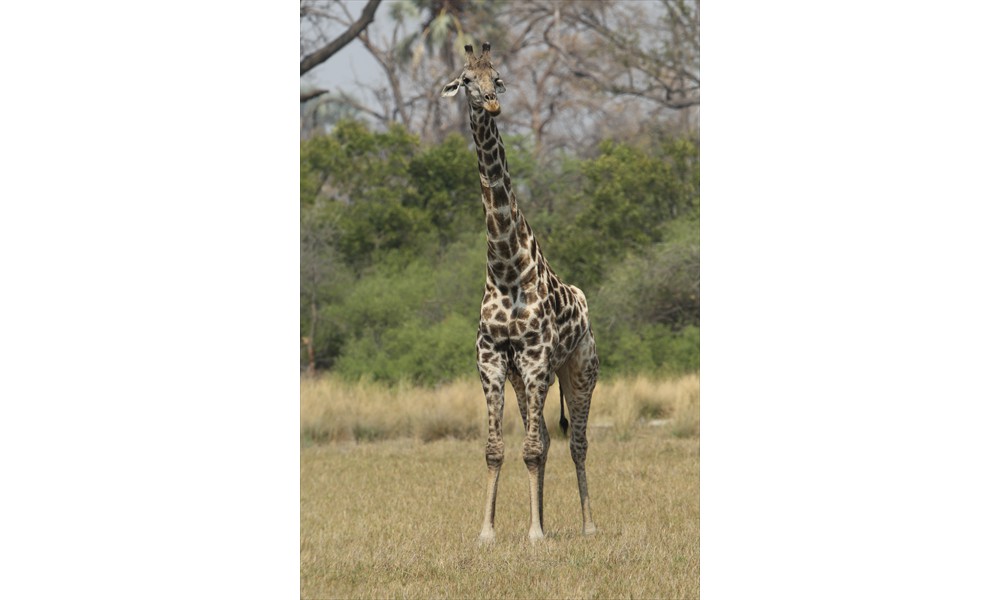 male giraffe 2