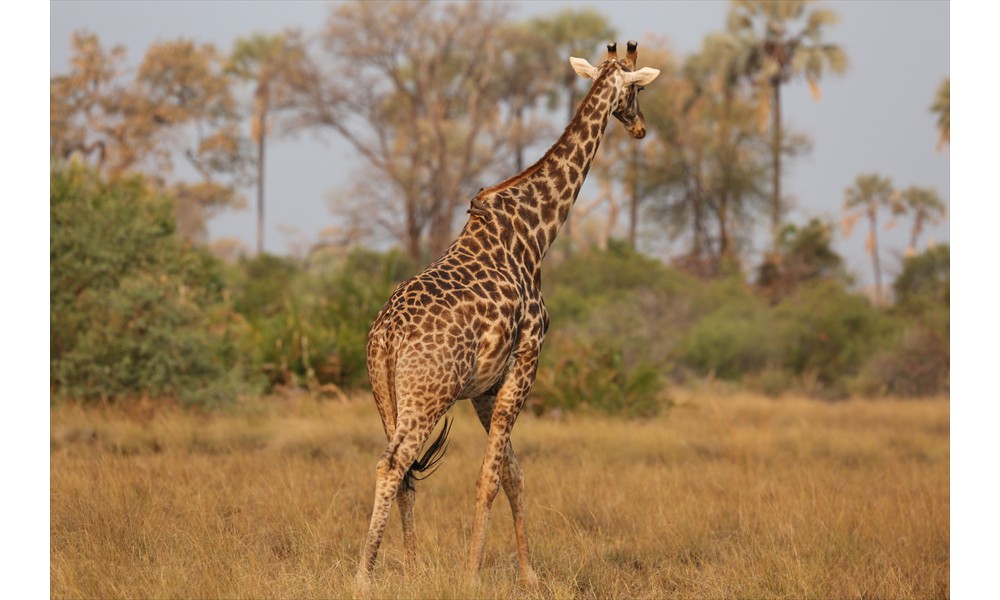 sauntering giraffe