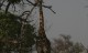 BFS feeding giraffes