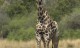 male giraffe 2