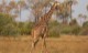 sauntering giraffe