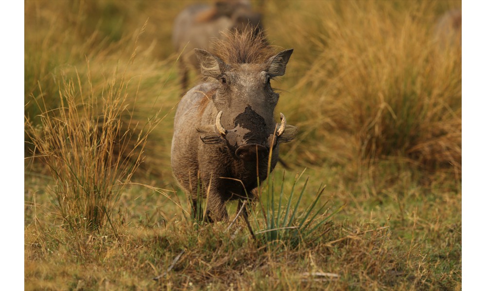 warthog