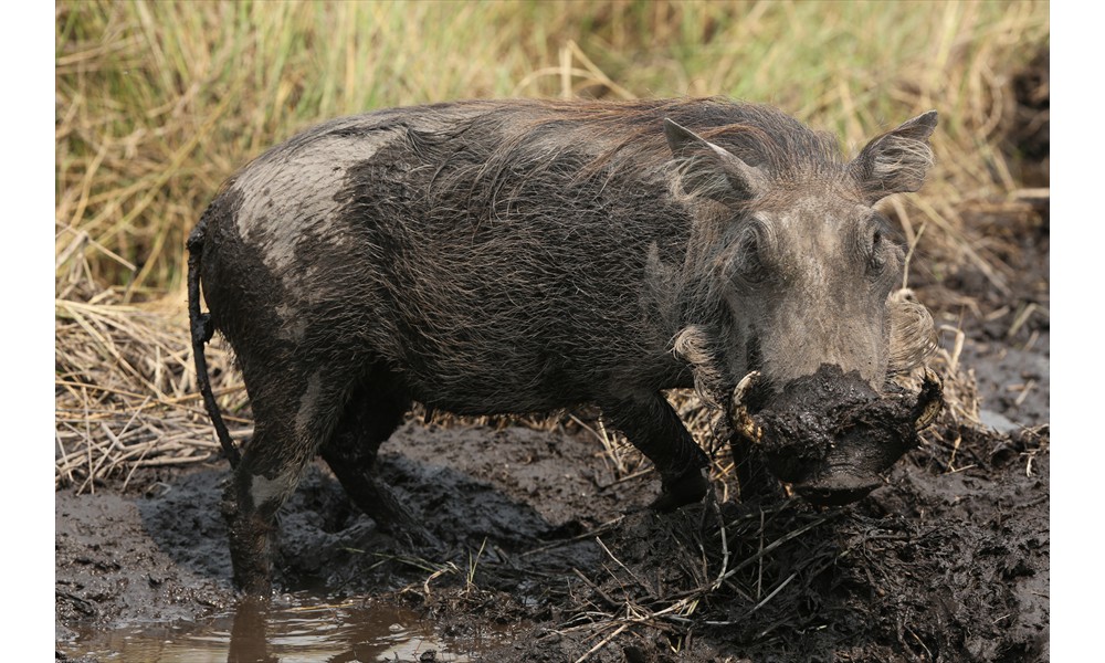 warthog in the mud