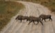 warthogs crossing the road